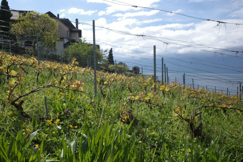 Weingut Blaise Duboux