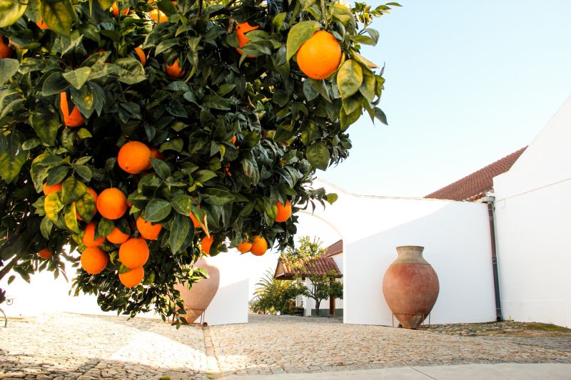 Weinregion Alentejo