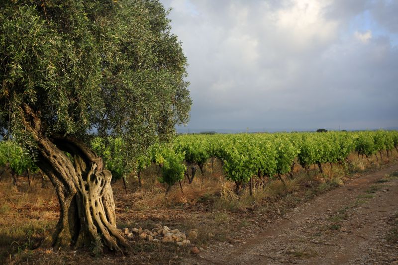 Martel La Pèira