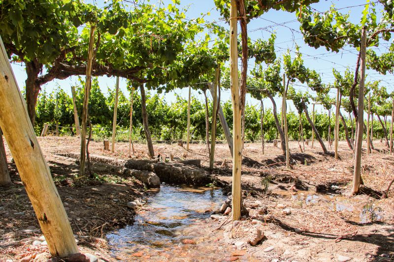 Martel Huarpe Wines