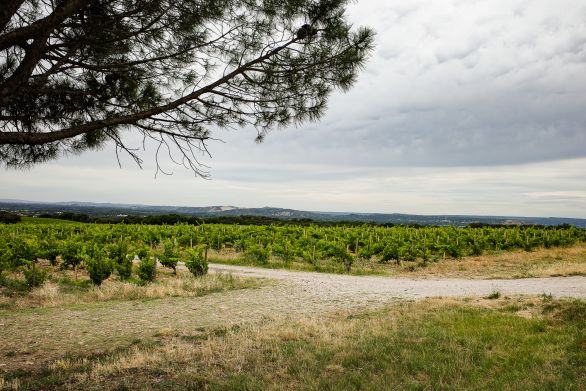 Weine südliche Rhône