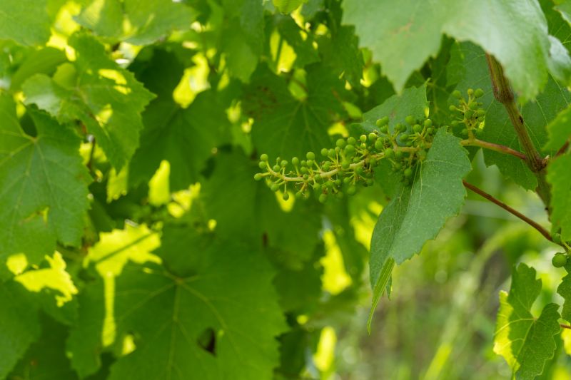 Weingut Domaine Jubare