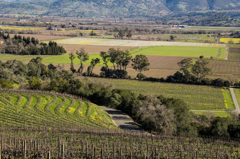 Weine Napa Valley