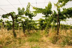 Weine aus der Region Abruzzen