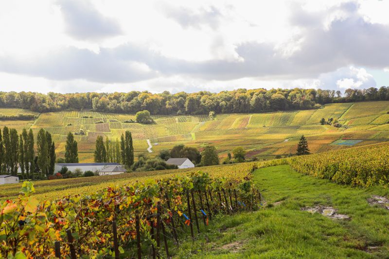 Weinregion Champagne