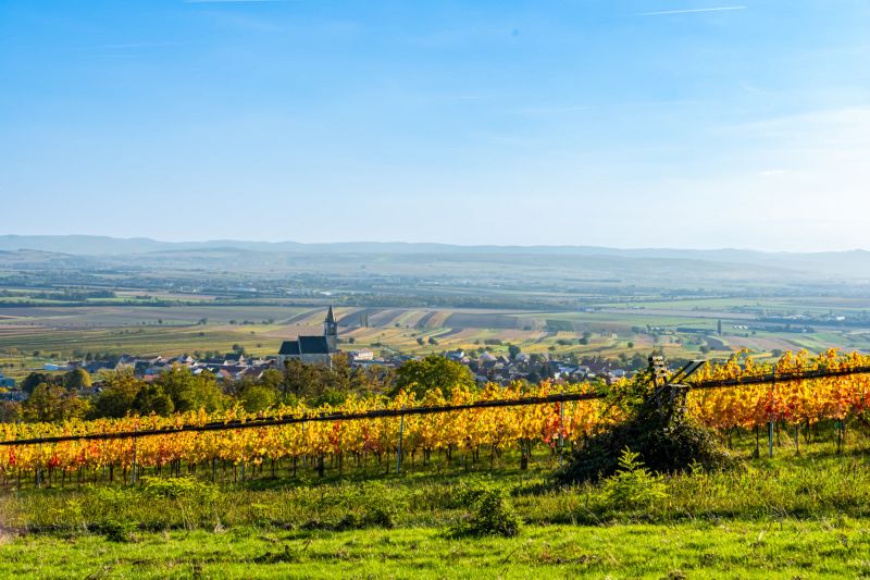 Wein Burgenland