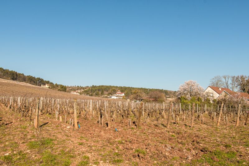 Weingut Domaine des Lambrays