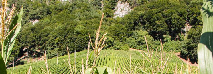 Martel AG - Stäger Weine