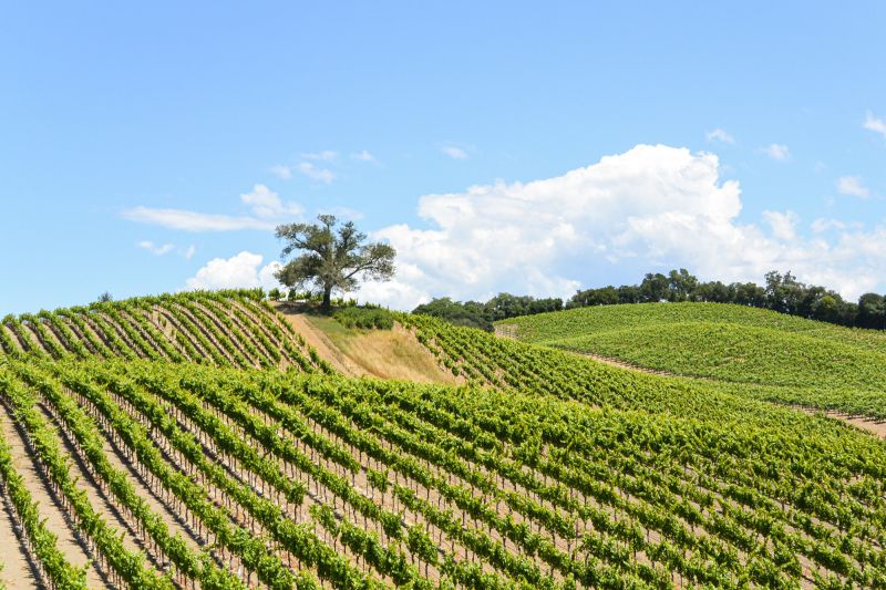 Wein USA