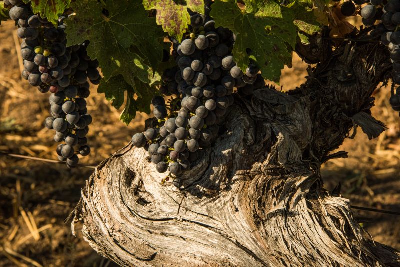 Martel Ridge Vineyards