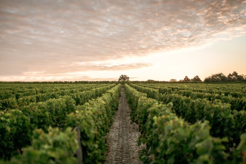 Martel Château Haut-Brion