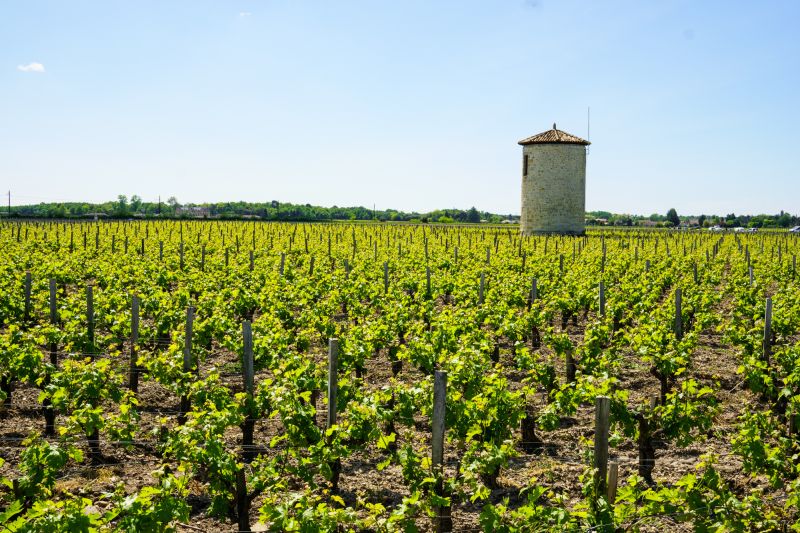 Weine Château Cos d'Estournel