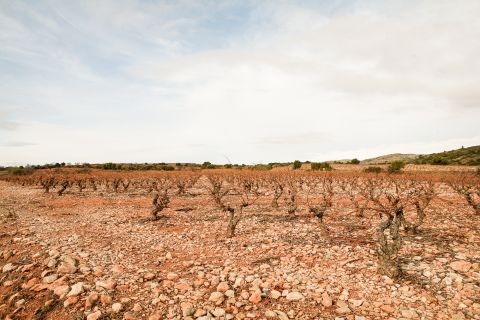 Weine Languedoc-Roussillon