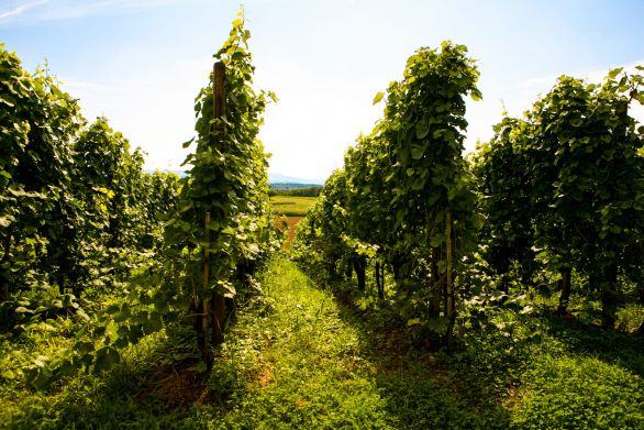 Weine aus der Region Zürich