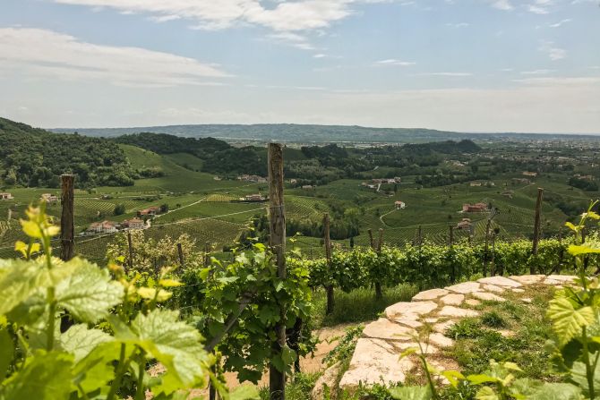 Weine aus der Region Veneto