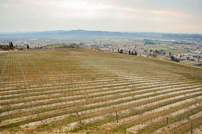 Weingut Tommasi Viticoltori