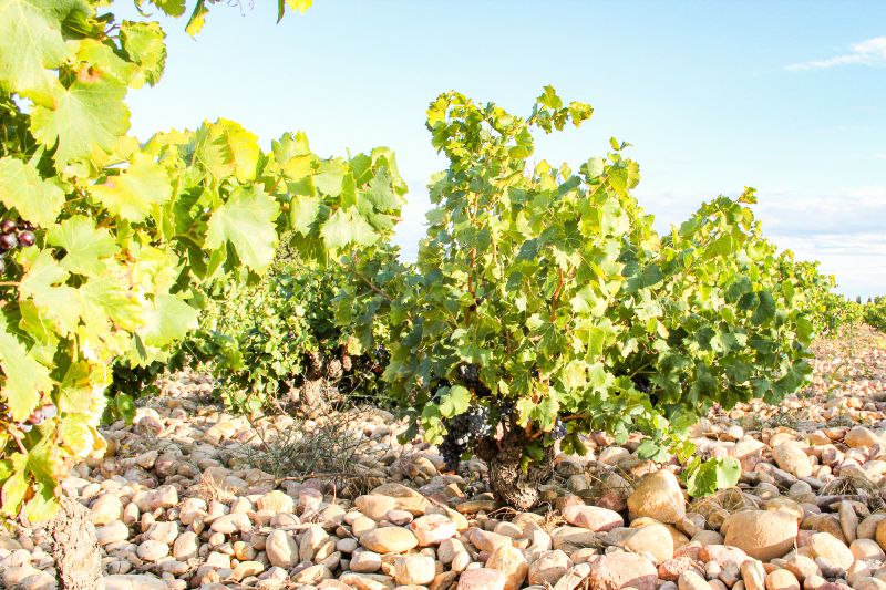 Weingut Domaine du Vieux Télégraphe