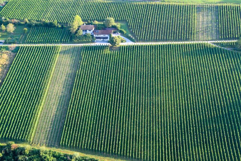 Wein Thurgau