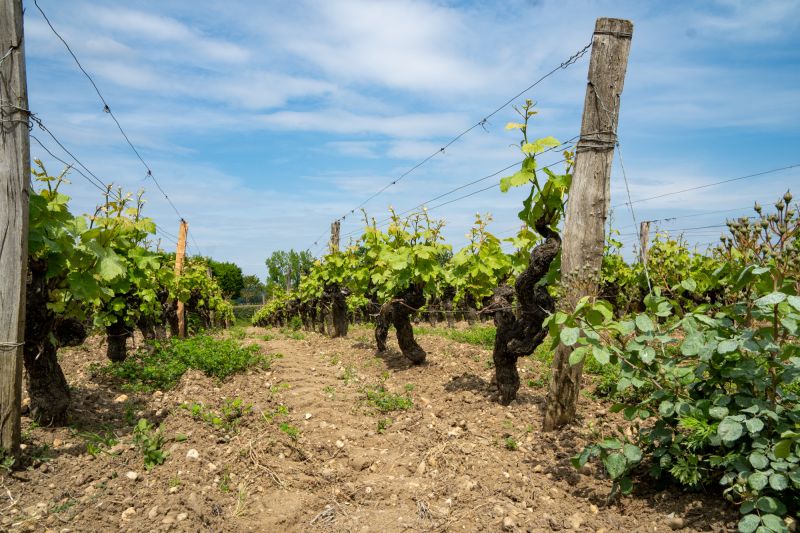 Weine Château d'Yquem