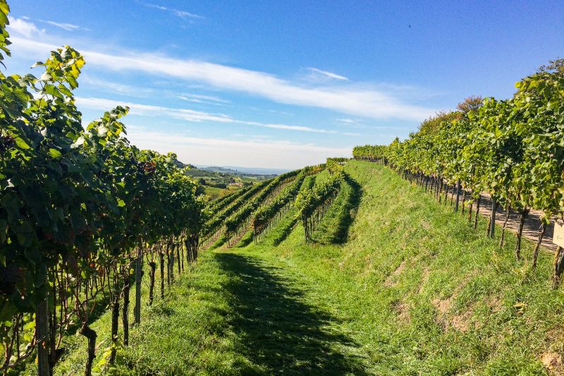 Wein Baden