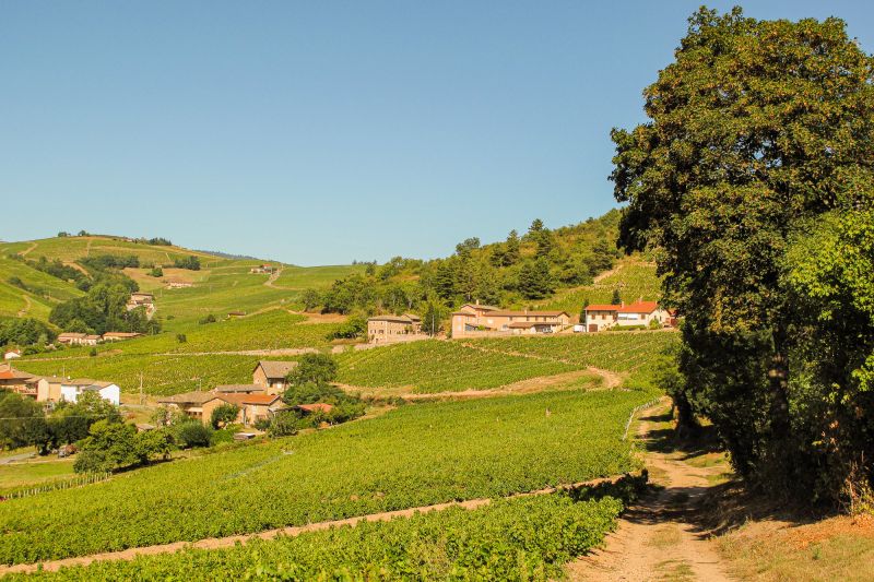 Weine Beaujolais