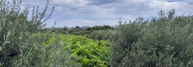 Martel AG - Bella Colonna