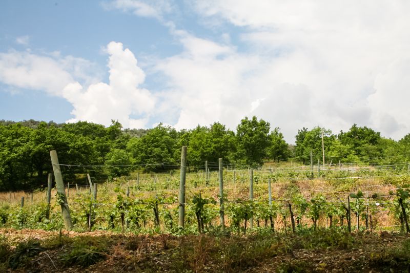 Weine aus der Region Kampanien