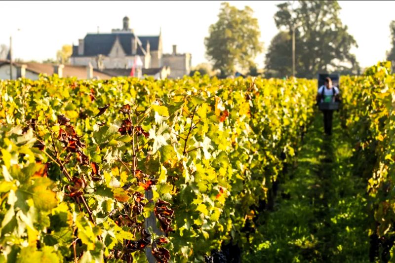 Weine Château Pape-Clément