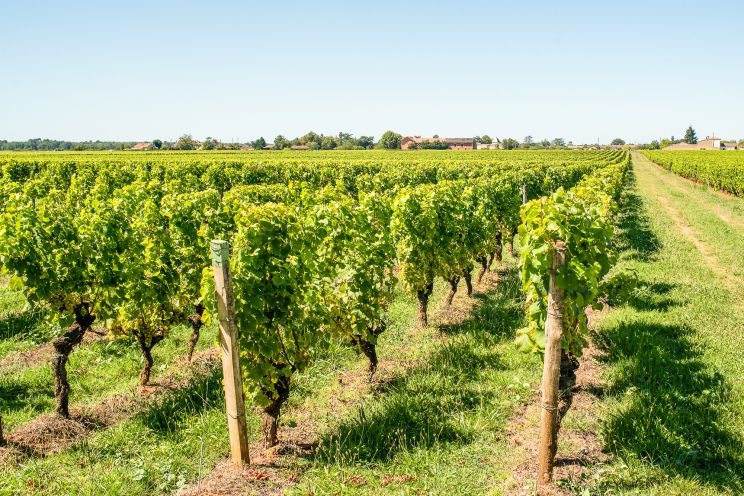 Weine Sauternes/Barsac