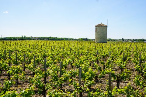 Weine Bordeaux