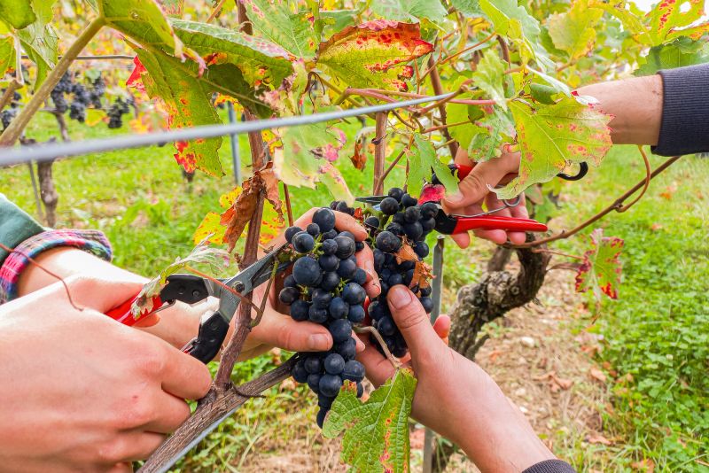 Weine aus der Region Neuenburg