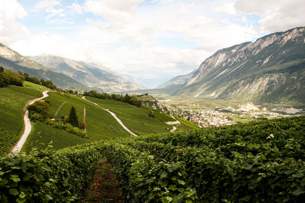 Weine aus der Region Wallis