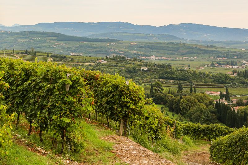 Weine Valpolicella