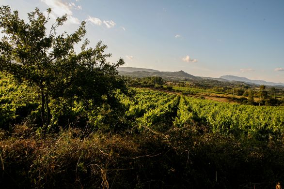 Weine aus der Region Veneto