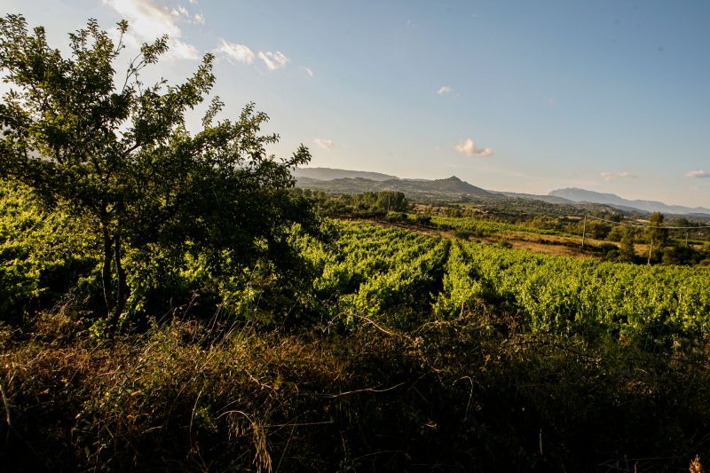 Weine aus der Region Veneto