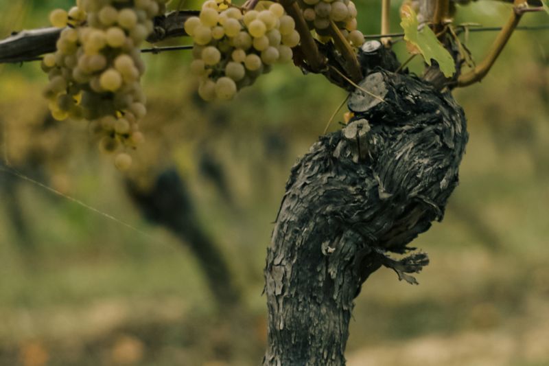 Wein Rheinhessen