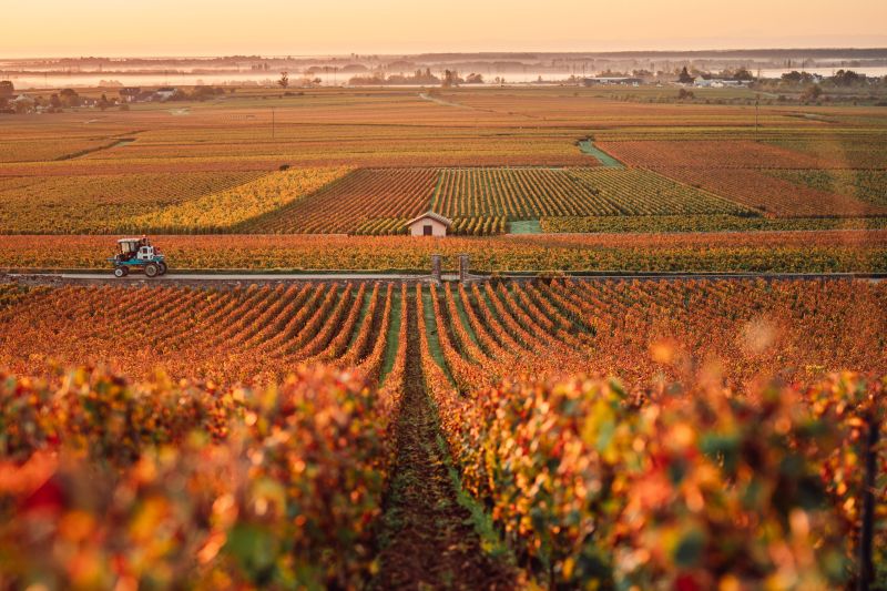 Martel Vignoble des Cabottes
