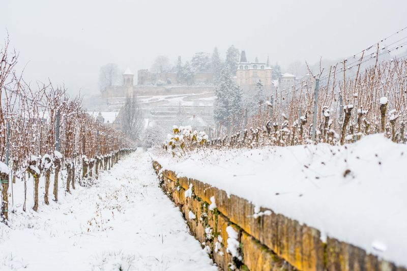 Weine Weingut Müller-Catoir