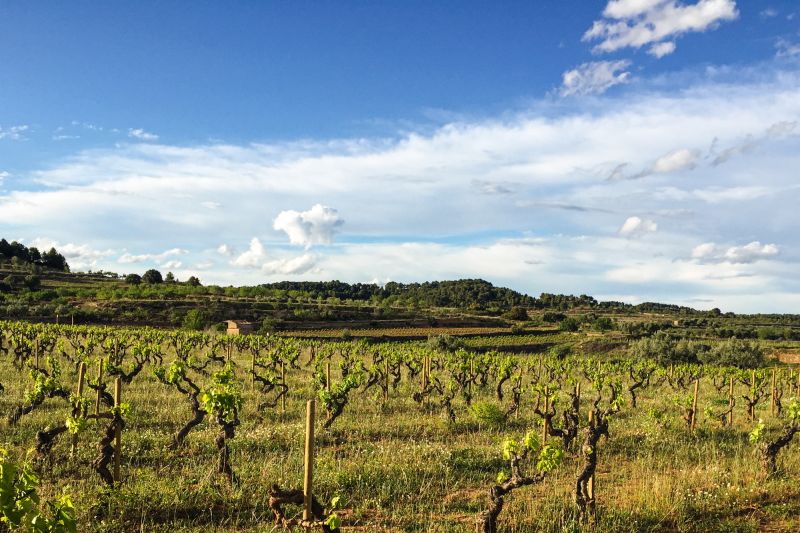 Weine aus der Region Terra Alta