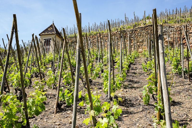 Weine Domaine Rostaing