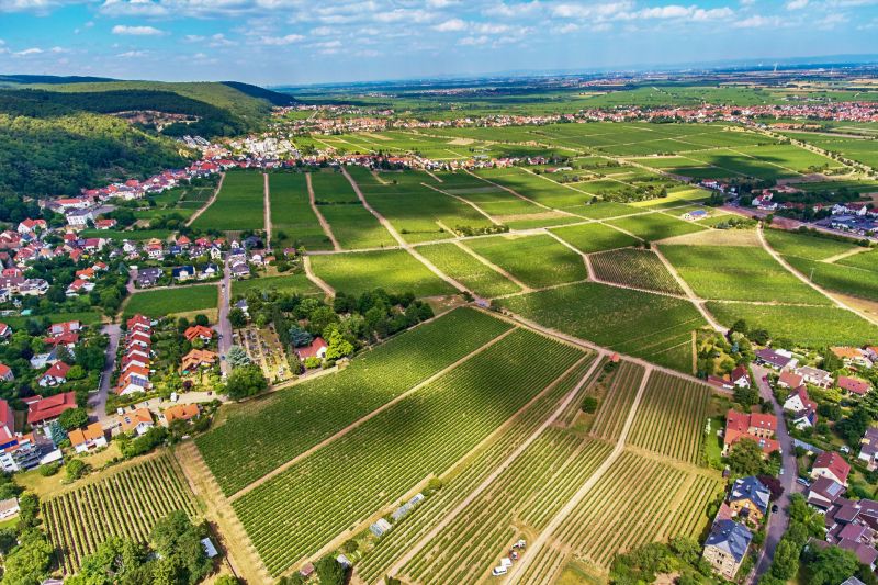 Wein Pfalz