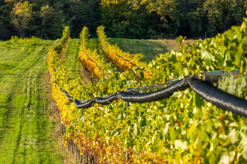 Martel Weingut Kollwentz-Römerhof
