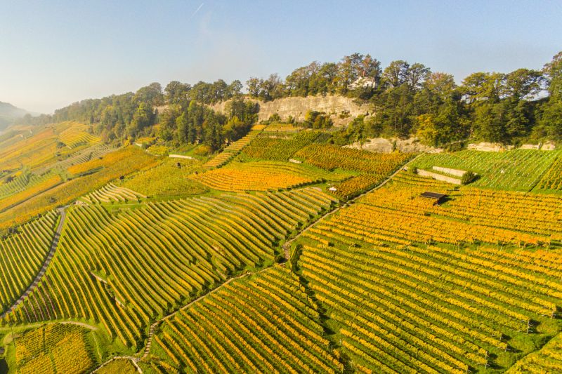 Weinregion St. Gallen