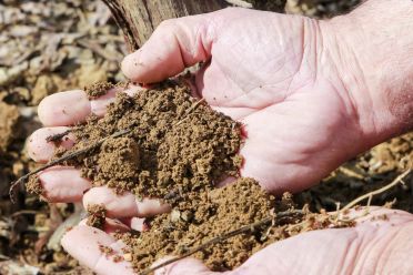 Weine aus der Region Sardinien