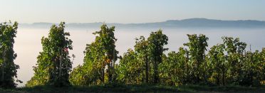 Martel AG - Weingut Wolfer