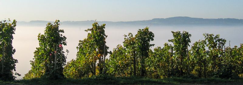 Martel AG - Weingut Wolfer