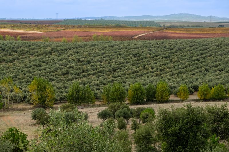 Weine Alentejo