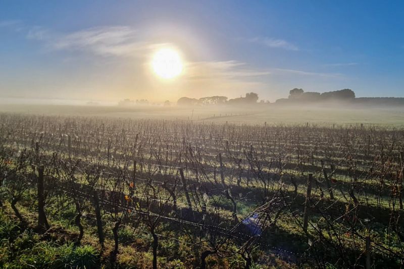 Wein Victoria