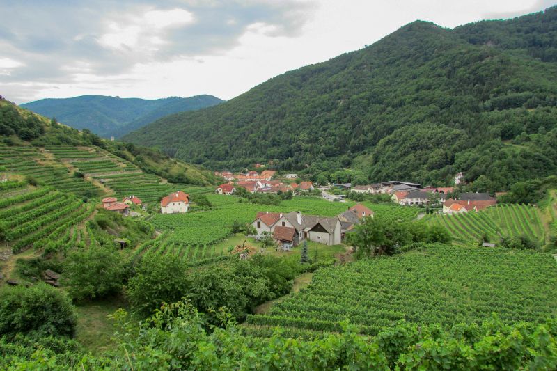 Weine Wachau