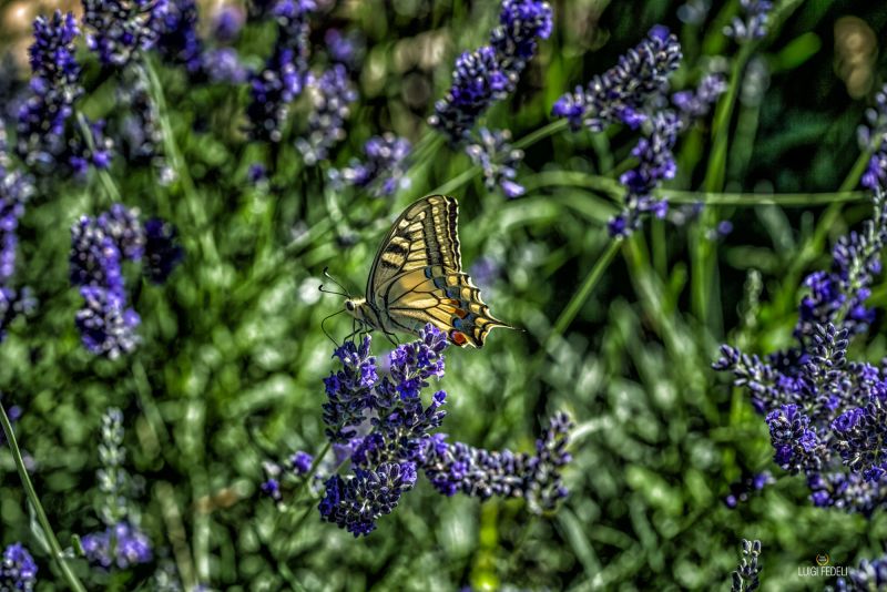 Weine aus der Region Abruzzen